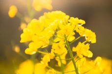春季阳光下黄色油菜花花朵背景