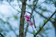 树上桃花摄影图片