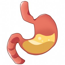 人体器官人体胃部器官插画