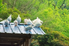 树木屋顶棚子上的白色鸽子