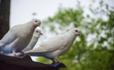 树木屋顶休息的白色鸽子