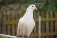 爱上站在栏杆上的白色鸽子