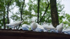 屋顶休息的白色鸽子群