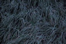 草地纹理摄影之草科植物