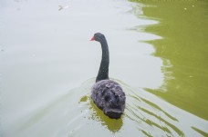 湖面上游行的黑天鹅