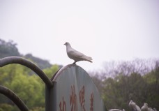 爱上站在牌子上的白色鸽子