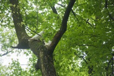 爱上树上休息的白色鸽子