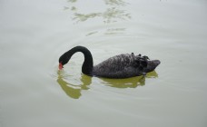 湖面上觅食的黑天鹅