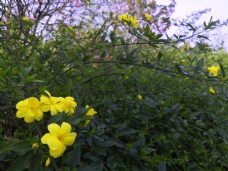 春天绿丛中的小黄花