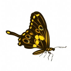 黄色的美丽蝴蝶插画