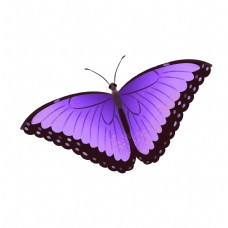 紫色的漂亮蝴蝶插画