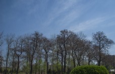 天空郑州城市自然风光之树林