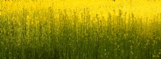 黄色花朵油菜花背景