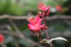 一只正在日日樱上采蜜的蜜蜂高清特写