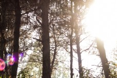 光晕下树林景象摄影图