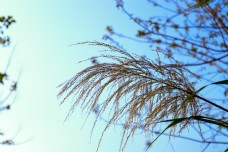 特色蓝天衬托下的植物摄影图