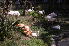 常见动物动物园常见鸟类火烈鸟5