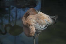 动物火焰郑州动物园摄影之火焰鸟