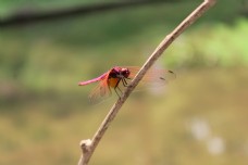 干枯树枝上停落的红色蜻蜓特写