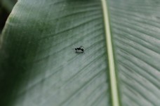 特色芭蕉叶上的一只正在觅食的蚂蚁特写