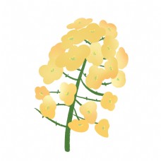 油菜花开盛开的油菜花插图