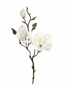 白色花白色的花朵装饰插画