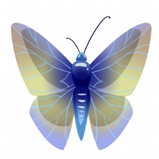 蓝色的昆虫蝴蝶插画